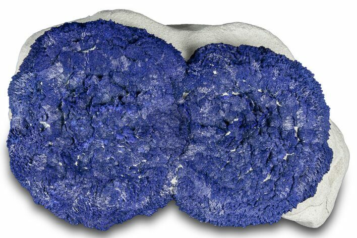 Vibrant Blue Azurite Suns on Siltstone - Australia #318766